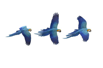 Blue and gold macaws flying isolated on white background
