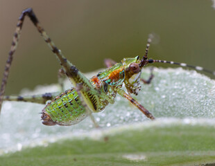 grasshopper nymph