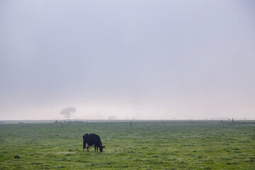 fog in the farm 
