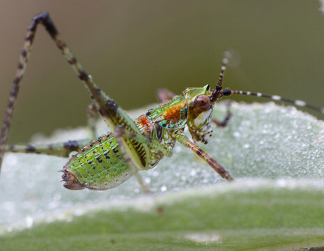 Grasshopper Nymph