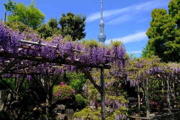 東京　亀戸天満宮の藤