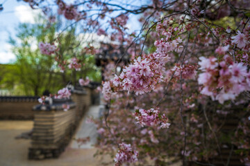 Obraz premium Cherry blossom in a Korean garden. Close-up.