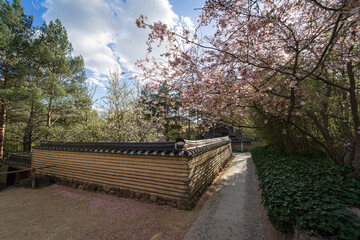 Fototapeta na wymiar Cherry blossom in a Korean garden.