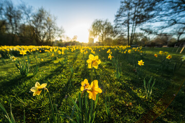 First spring flowers. Daffodils in the sun.