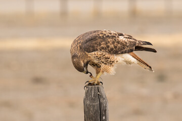 Red-tailed Hawk Cleans It's Talon