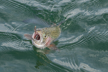Catching Rainbow Trout