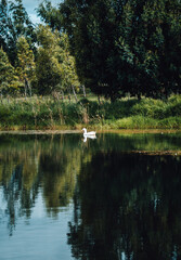 Fototapeta na wymiar Duck in a lake with reflect