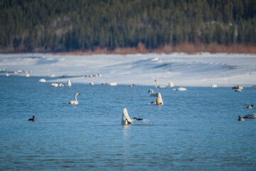 Fototapeta na wymiar Large flock of tundra trumpeter swans while on a stopover to Alaska during spring time in Yukon Territory, Canada. Some birds feeding, standing on ice and swimming and feeding. 
