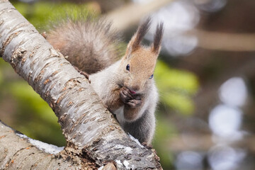 木の上で食べるリス