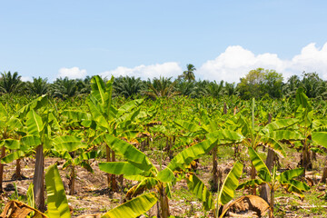 Fototapeta na wymiar Costa Rica, banana and coconut plantation