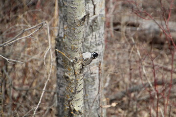 Little Woodpecker On The Tree, Pylypow Wetlands, Edmonton, Alberta