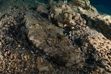 Fish swim in the Red Sea, colorful fish, Eilat Israel
