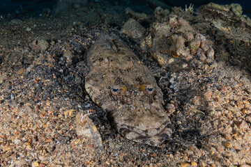 Fish swim in the Red Sea, colorful fish, Eilat Israel
