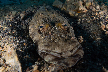 Fish swim in the Red Sea, colorful fish, Eilat Israel
