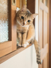 何かを見つめる猫