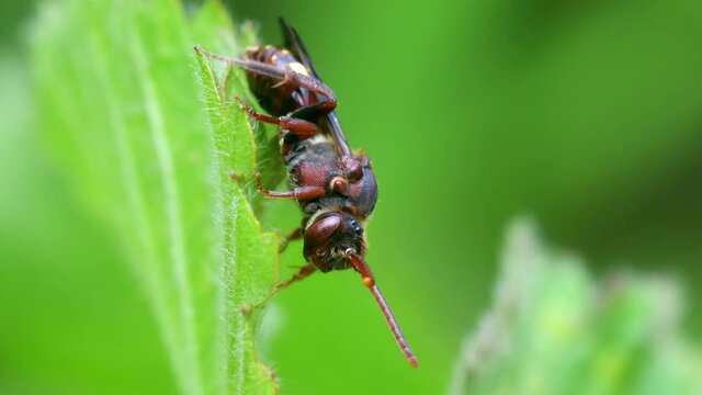 Yellow-shouldered Nomad Bee, Nomada Ferruginata on a leaf