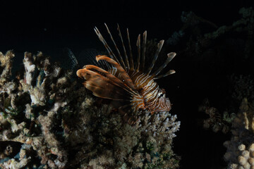  Lion fish in the Red Sea colorful fish, Eilat Israel
