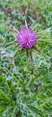 Cardo silvestre  en un campo