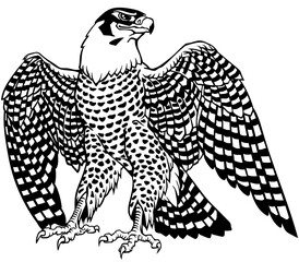 falcon a hunter with opened its wings. Bird of prey. Falconry. Black and white isolated vector illustration