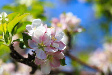 Apple blossoms over blurred nature background. Spring flowers. Spring Background.