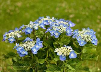 Beautiful blue Hydrangea blossom of macrophylla teller flower. Nature summer garden concept....