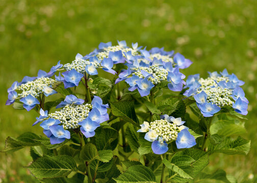 Beautiful blue Hydrangea blossom of macrophylla teller flower. Nature summer garden concept. Selective focus. Copy space.