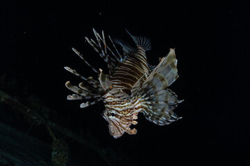  Lion fish in the Red Sea colorful fish, Eilat Israel
