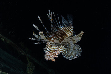  Lion fish in the Red Sea colorful fish, Eilat Israel
