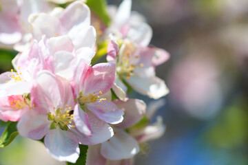Apple blossoms over blurred nature background. Spring flowers. Spring Background.
