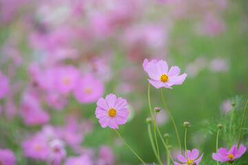 beautiful sweet pink cosmos flowers.The background image of the colorful flowers, background nature