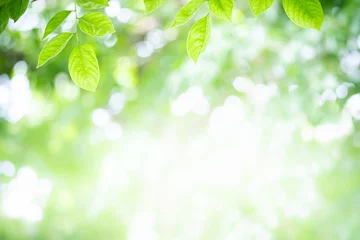 Schilderijen op glas Amazing nature view of green leaf on blurred greenery background in garden and sunlight with copy space using as background natural green plants landscape, ecology, fresh wallpaper. © Torkiat8