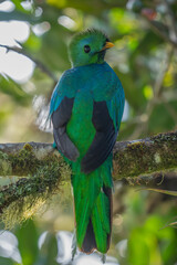 Resplendent Quetzal, Pharomachrus mocinno, Savegre in Costa Rica, with green forest in background. Magnificent sacred green and red bird. Birdwatching in jungle.