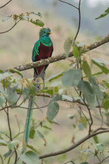 Resplendent Quetzal, Pharomachrus mocinno, Savegre in Costa Rica, with green forest in background. Magnificent sacred green and red bird. Birdwatching in jungle.