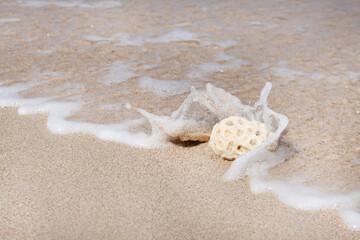 seashell with wave on the beach in summer vacation travel.