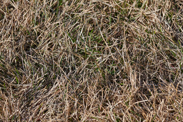 dry needles and grass in spring forest