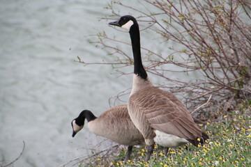 Geese By The Athabasca, Jasper National Park, Alberta
