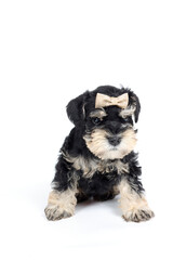 miniature Schnauzer puppy 5 weeks  black and silver with a knot isolated on white 