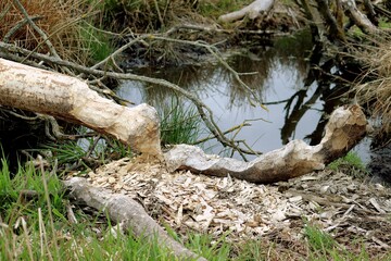 beaver activity