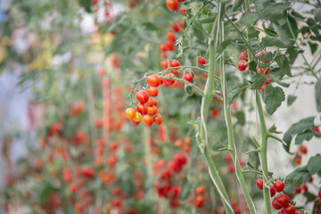 red and green tomatoes are on the green foliage background