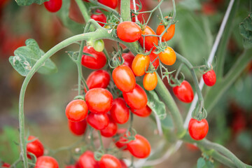 red and green tomatoes are on the green foliage background