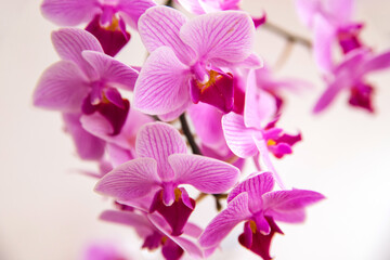 Fototapeta na wymiar Orchid flower on a white background. The flowers are purple in color. Delicate and beautiful inflorescence.