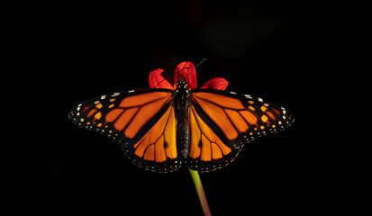 Monarch Butterfly