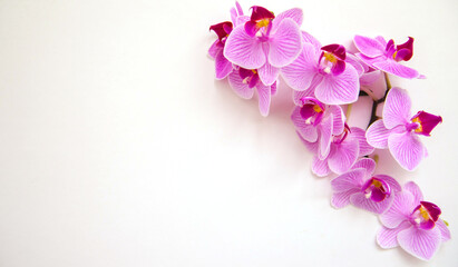 Orchid flower on a white background. The flowers are purple in color.