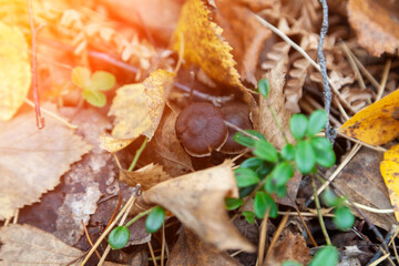 Close-up on a small brown mushroom hidden among yellow autumn leaves on the ground in the forest. Food and mushroom picking hobbies.
