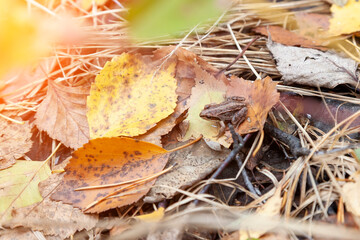 small gray tree frog sits on leaves and grass with autumn yellow forest during leaf fall. wildlife and nature.