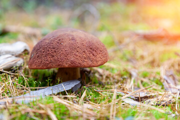 A close-up of a big mushroom with a brown cap hidden among the autumn leaves and spruce needles fallen from the trees. Food and mushroom picking.
