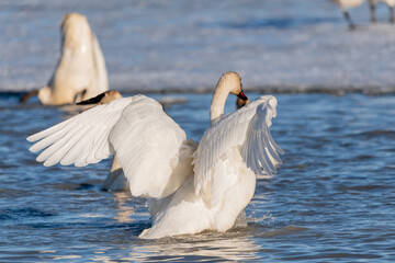 Large trumpeter tundra arctic swan in northern Canada during migration to Alaska. Swimming,...