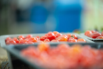 Tray of red tomatoes just picked from the vegetable garden