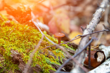 A close-up of a small mushroom with a brown cap hidden among the autumn leaves and spruce needles fallen from the trees. Food and mushroom picking.