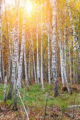 Birch forest with white trunks and yellow leaves before falling leaves in autumn. scenic landscape for wallpaper or background